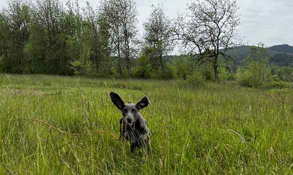 Dog Park Corvallis OR